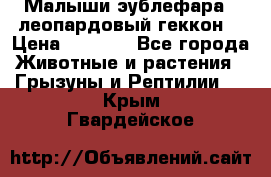 Малыши эублефара ( леопардовый геккон) › Цена ­ 1 500 - Все города Животные и растения » Грызуны и Рептилии   . Крым,Гвардейское